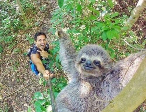 Funny Sloth Photo
