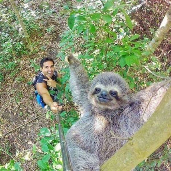 funny sloth photo