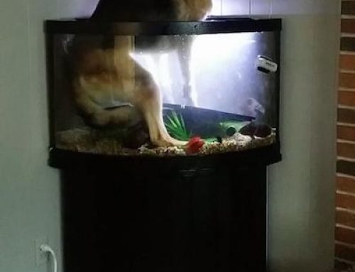 Dog Fish Aquarium