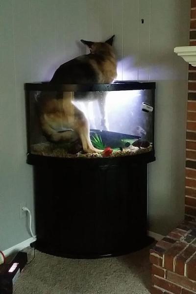 dog fish aquarium