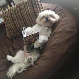 dog reading a book