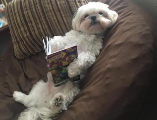 Dog Reading a Book